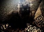 Gypsy is a Rare Black Smoke Persian - Persian Kitten For Sale - Las Vegas, NV, US