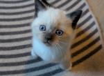 Oliver - Ragdoll Kitten For Sale - Dunnellon, FL, US