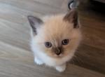 Sammy - Ragdoll Kitten For Sale - Dunnellon, FL, US