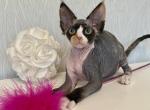 Korra - Devon Rex Kitten For Sale - Norwalk, CT, US