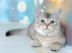 Scarlett - Munchkin Kitten For Sale - Norwalk, CT, US