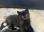 Lennox - Scottish Straight Kitten For Sale - 