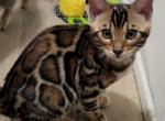 sweet Bengal male kitten - Bengal Kitten For Sale - Pleasant Prairie, WI, US