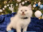 Flip and Froggy - Ragdoll Kitten For Sale - 