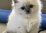 Ranger - Ragdoll Kitten For Sale - Naperville, IL, US