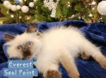 Echo Everest and Edison - Ragdoll Kitten For Sale - 