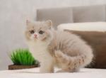 Oddish - British Shorthair Kitten For Sale - Pembroke Pines, FL, US