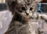 Maleficent Maine Coon - Maine Coon Kitten For Sale - Waukesha, WI, US