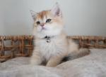 Blaze - British Shorthair Kitten For Sale - Las Vegas, NV, US