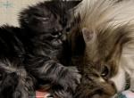 Maine Coon Alice litter - Maine Coon Kitten For Sale - Waukesha, WI, US