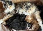 Maine Coon Jazz litter - Maine Coon Kitten For Sale - Waukesha, WI, US