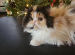 Luna - Persian Kitten For Sale - 