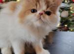 Oscar - Persian Kitten For Sale - 