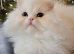 Zuri - Persian Kitten For Sale - Wilkes-Barre, PA, US