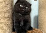 Umka Scottish - Scottish Fold Kitten For Sale - Brooklyn, NY, US