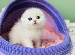 Gemma Scottish - Scottish Fold Kitten For Sale - Brooklyn, NY, US