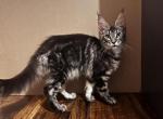 Sabrina - Maine Coon Kitten For Sale - FL, US