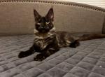 Karina - Maine Coon Kitten For Sale - FL, US