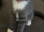 Runway - Russian Blue Kitten For Sale - 