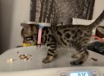 Nyx Pink Collar - Bengal Kitten For Sale - Oklahoma City, OK, US