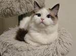 Purple Boy Ragdolls TICA - Ragdoll Kitten For Sale - Murrieta, CA, US