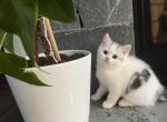 Scottish straight kittens - Scottish Straight Kitten For Sale - Kent, WA, US