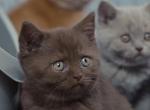 Canella - British Shorthair Kitten For Sale - 