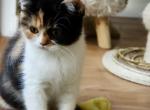 Apfel - British Shorthair Kitten For Sale - 