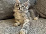 Rocky - Maine Coon Kitten For Sale - 