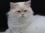 cream point nale - Siberian Kitten For Sale - Springfield, MA, US