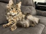 Darlin - Maine Coon Kitten For Sale - WA, US