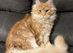 Darcy - Maine Coon Kitten For Sale - WA, US