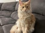 Daisy - Maine Coon Kitten For Sale - WA, US