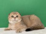 Asol golden fold - Scottish Fold Kitten For Sale - 