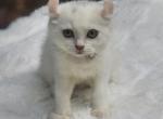 Blue patched - Exotic Kitten For Sale - 