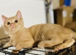 Princess Cute Orange Kitty - American Shorthair Kitten For Sale - Springdale, AR, US