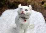 Pearls elf boy - Exotic Kitten For Sale - 