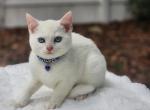 Pearls red collar - Exotic Kitten For Sale - 