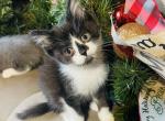 Joy Christmas Sweet Kitten - Scottish Straight Kitten For Sale - Springdale, AR, US