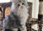 Silver with White - Maine Coon Kitten For Sale - Columbus, OH, US