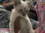 cade - Domestic Kitten For Adoption - 