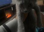 moon - Domestic Kitten For Adoption - 