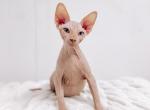 Henry - Sphynx Kitten For Sale - Jackson, MI, US