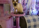 sarah jane - Devon Rex Kitten For Adoption - Lynchburg, VA, US