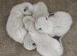 Ragdolls of Brevard Kittens - Ragdoll Kitten For Sale - FL, US