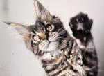 Windsor - Maine Coon Kitten For Sale - Charlotte, NC, US