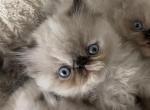 Torti point Himalayan persian girl red collar - Himalayan Kitten For Sale - Little Egg Harbor Township, NJ, US