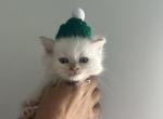 Graham - Siberian Kitten For Sale - 