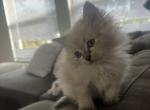 Ira - Siberian Kitten For Sale - 