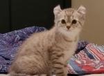 Atticus - Highlander Kitten For Sale - Colorado Springs, CO, US